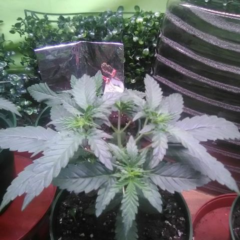 Green Crack growlog timeline photo
