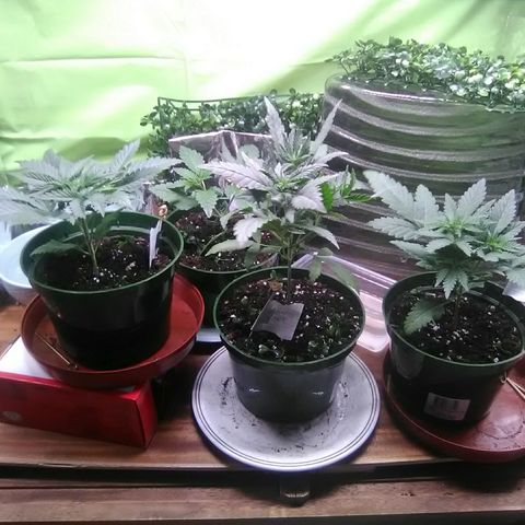 Green Crack growlog timeline photo