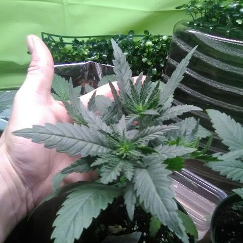 Green Crack growlog timeline photo