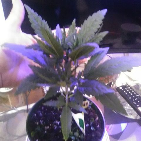 Green Crack growlog timeline photo