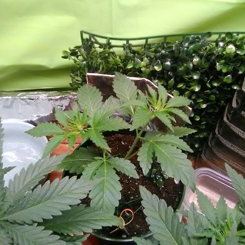 Green Crack growlog timeline photo