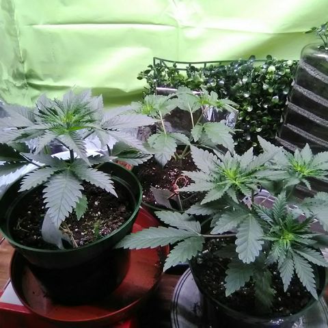Green Crack growlog timeline photo