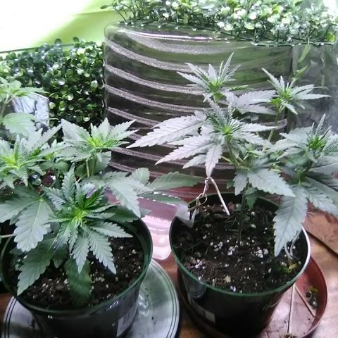 Green Crack growlog timeline photo