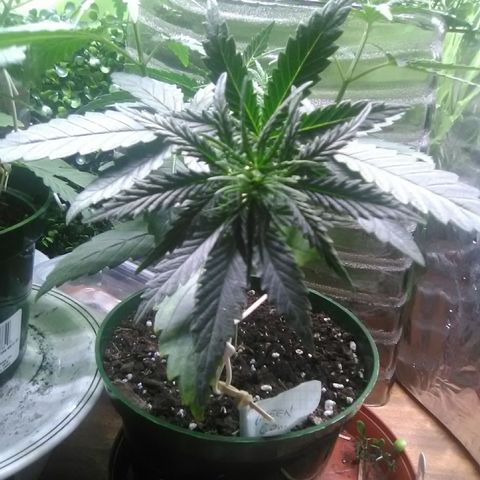 Green Crack growlog timeline photo
