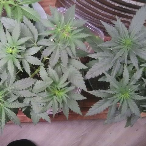 Green Crack growlog timeline photo