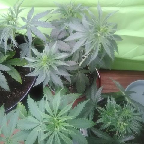 Green Crack growlog timeline photo