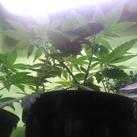 Green Crack growlog timeline photo