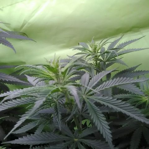 Green Crack growlog timeline photo