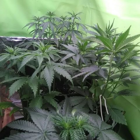 Green Crack growlog timeline photo