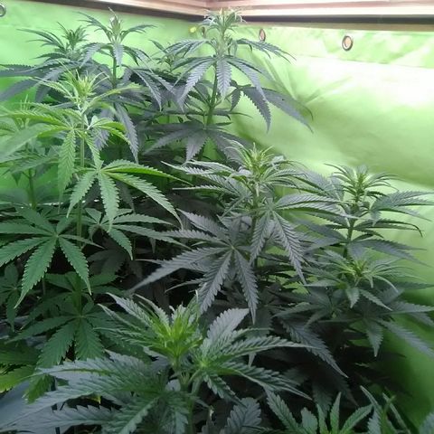 Green Crack growlog timeline photo