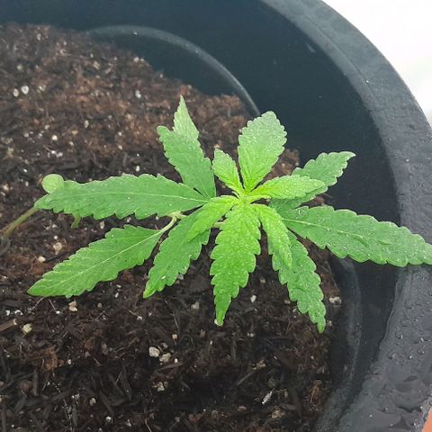 SOG growlog photo: Vegetação 