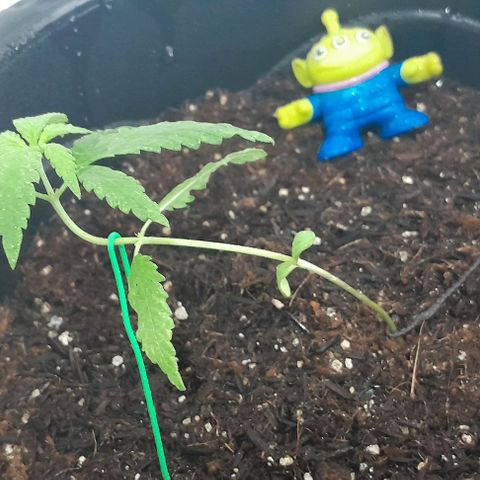 SOG growlog photo: Vegetação 