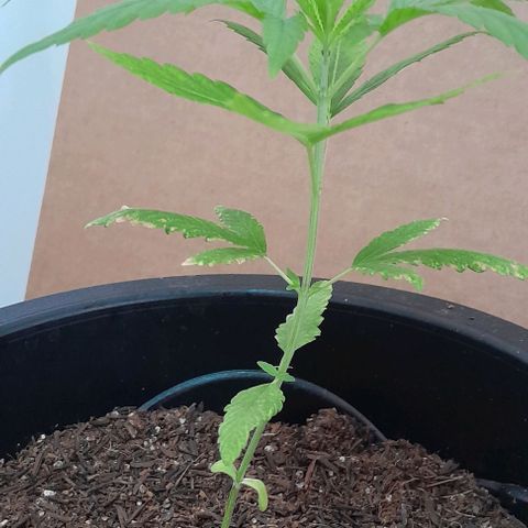SOG growlog timeline photo