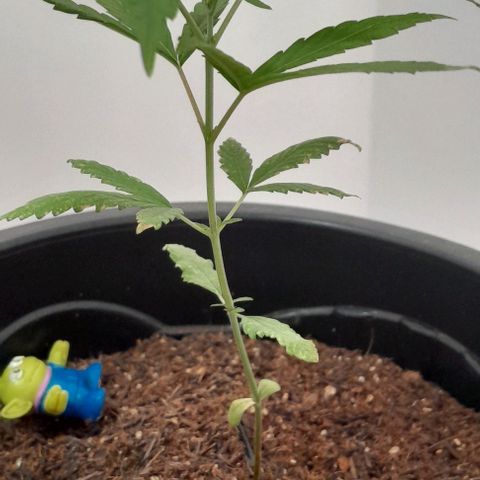 SOG growlog timeline photo