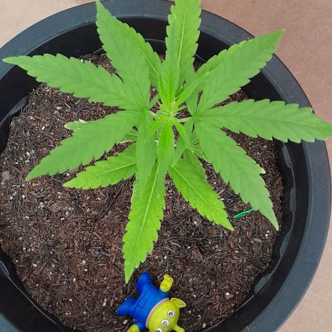 SOG growlog timeline photo