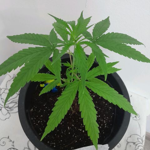 SOG growlog photo: Atualização, folhas crescendo bem saudáveis.