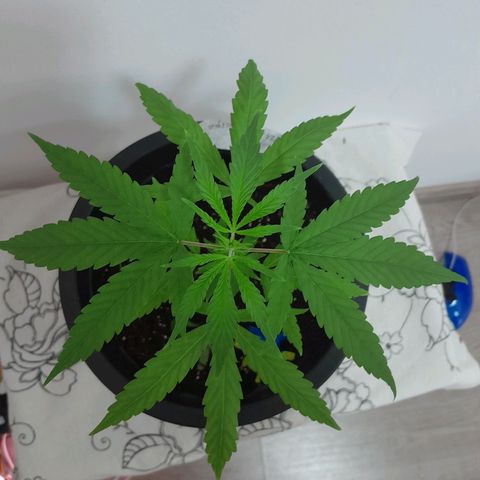 SOG growlog photo: Atualização, folhas crescendo bem saudáveis.
