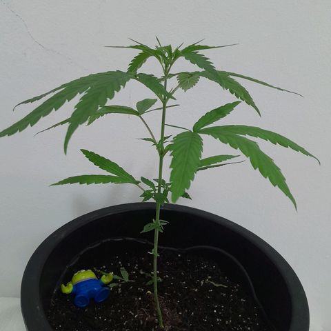 SOG growlog photo: Atualização, folhas crescendo bem saudáveis.