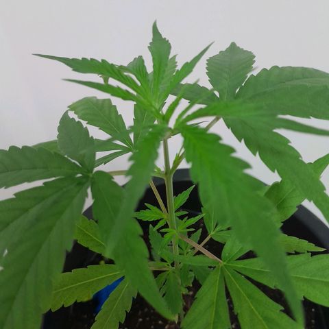 SOG growlog photo: Atualização, folhas crescendo bem saudáveis.
