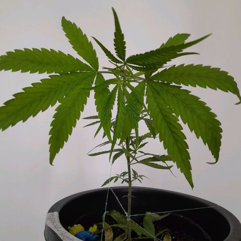 SOG growlog photo: Descolamento por conta do OverFert
