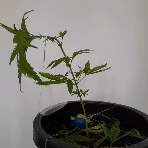 SOG growlog photo: Descolamento por conta do OverFert