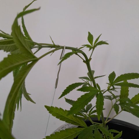 SOG growlog photo: Descolamento por conta do OverFert