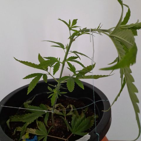 SOG growlog photo: Descolamento por conta do OverFert