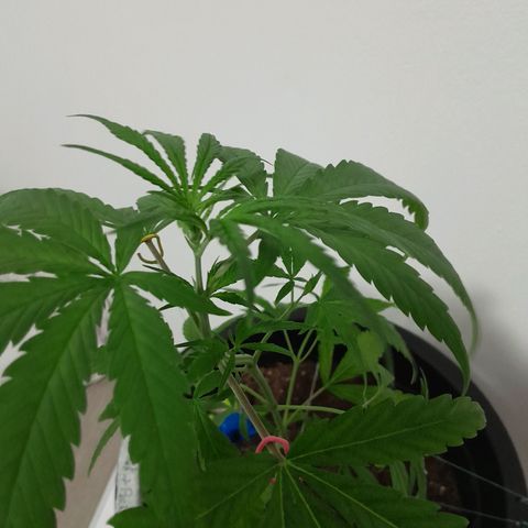 SOG growlog timeline photo