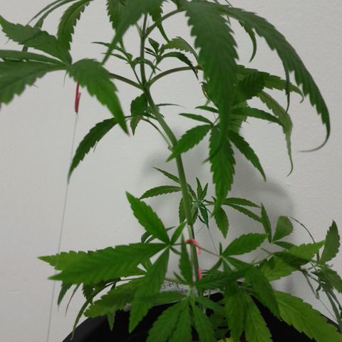 SOG growlog timeline photo