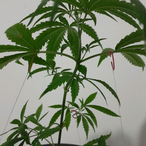 SOG growlog timeline photo