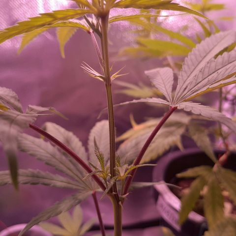 SOG growlog timeline photo