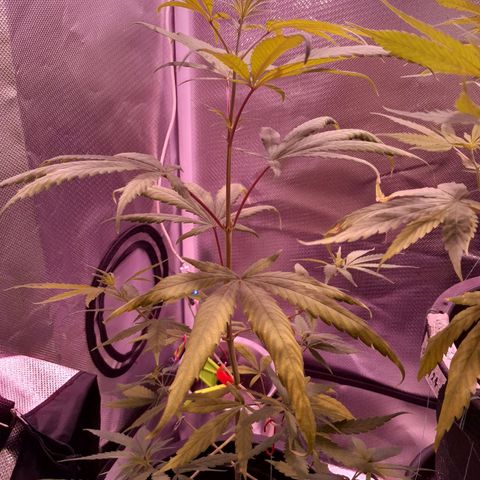 SOG growlog photo: Aparição dos primeiros pestilos e possível semente , irei aguardar mais para ver o sexo