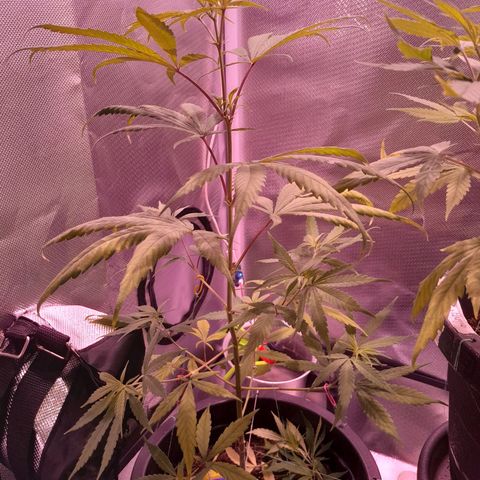 SOG growlog photo: Aparição dos primeiros pestilos e possível semente , irei aguardar mais para ver o sexo