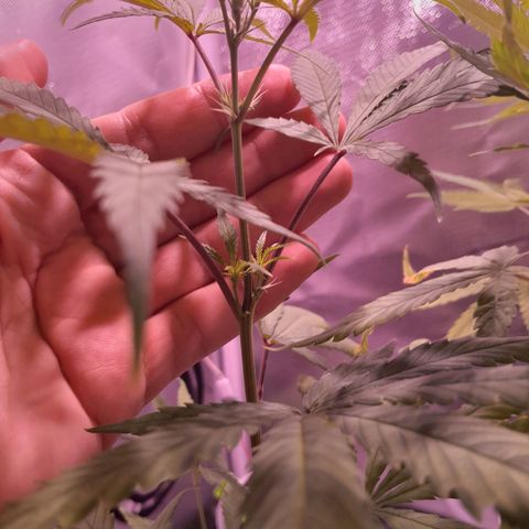 SOG growlog timeline photo