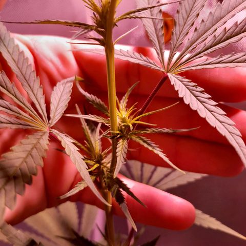 SOG growlog photo: Vários buds se formando, com certeza terá muito mais piroquinhas.
Está crescendo 2 cm a cada 24hr.