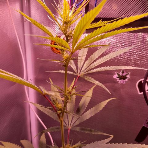 SOG growlog photo: Vários buds se formando, com certeza terá muito mais piroquinhas.
Está crescendo 2 cm a cada 24hr.