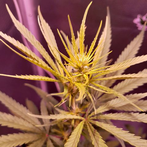 SOG growlog photo: Vários buds se formando, com certeza terá muito mais piroquinhas.
Está crescendo 2 cm a cada 24hr.