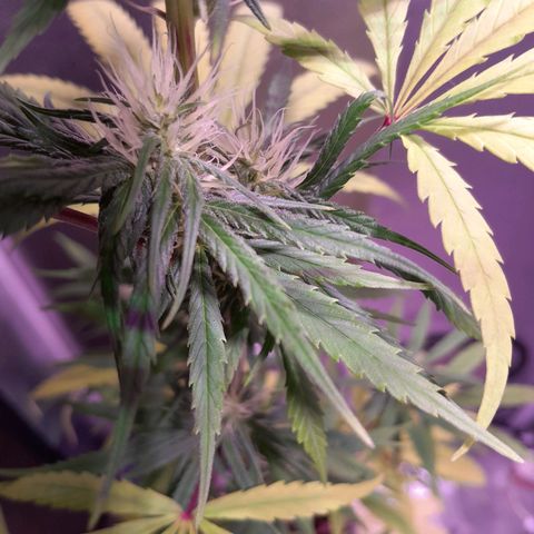 SOG growlog photo: Pestilos grandes, aguardando mudar para cor âmbar, sinais de tricomas nas folhas, acredito que irá começar a engordar.