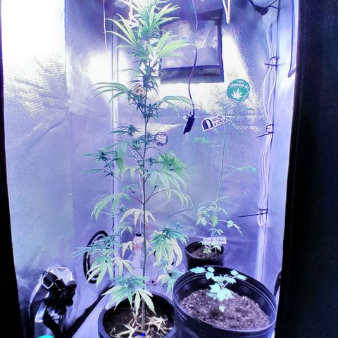 SOG growlog photo: Pestilos grandes, aguardando mudar para cor âmbar, sinais de tricomas nas folhas, acredito que irá começar a engordar.
