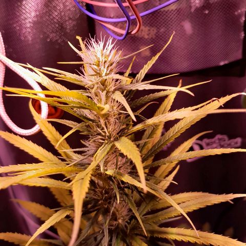 SOG growlog photo: Pestilos grandes, aguardando mudar para cor âmbar, sinais de tricomas nas folhas, acredito que irá começar a engordar.