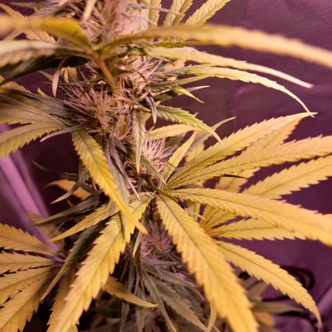 SOG growlog photo: Pestilos grandes, aguardando mudar para cor âmbar, sinais de tricomas nas folhas, acredito que irá começar a engordar.