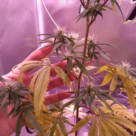 SOG growlog photo: Piroquinhas com largura de 1 dedo indicador