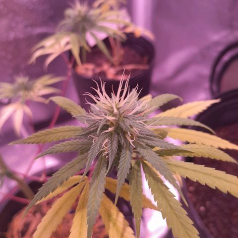 SOG growlog timeline photo