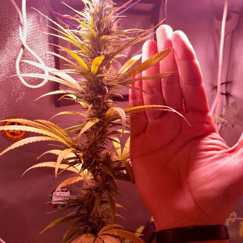 SOG growlog photo: Top Buds