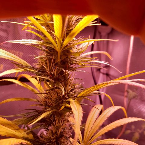 SOG growlog photo: Top Buds