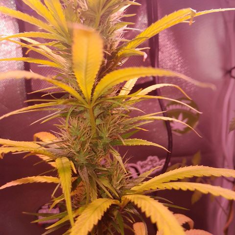 SOG growlog photo: Top Buds