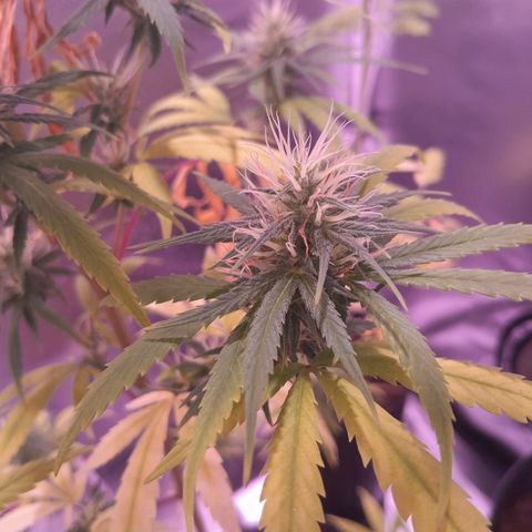 SOG growlog photo: Algumas pipoquinhas