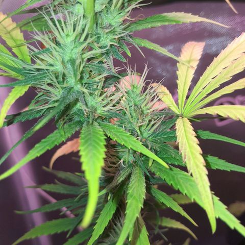 SOG growlog photo: Top Buds