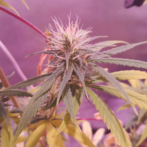 SOG growlog timeline photo