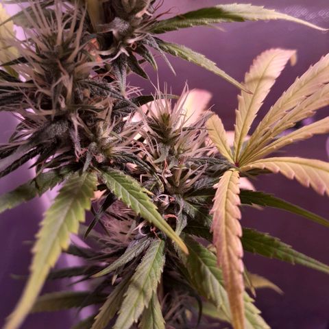 SOG growlog photo: Top Buds